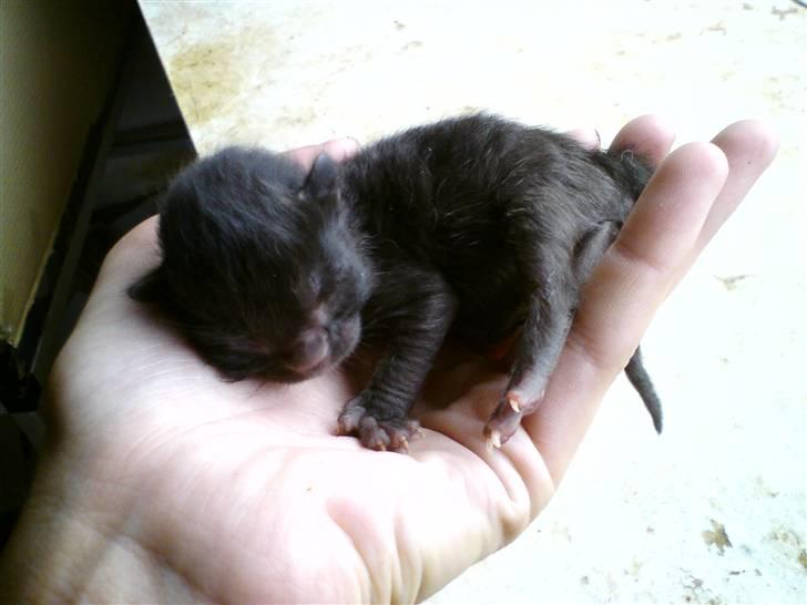 Huskat Houdini R.I.P. - 3 dage gammel billede 1