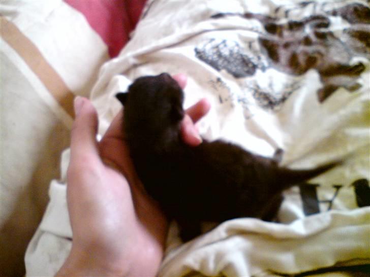 Huskat Houdini R.I.P. - En uge gammel billede 3