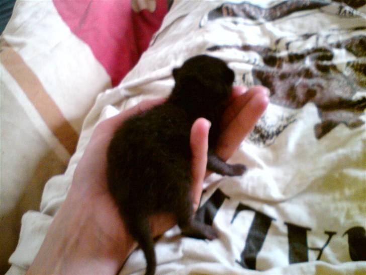Huskat Houdini R.I.P. billede 4