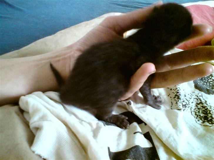 Huskat Houdini R.I.P. - En uge gammel billede 5