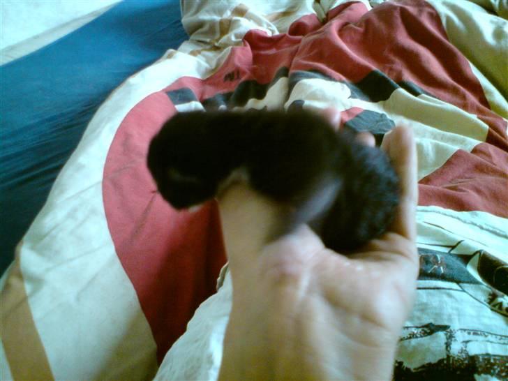 Huskat Evita R.I.P. - En uge gammel billede 2