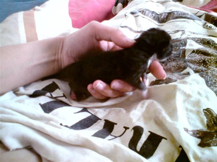 Huskat Evita R.I.P. - En uge gammel billede 4