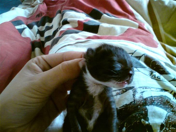 Huskat Evita R.I.P. - En uge gammel billede 5