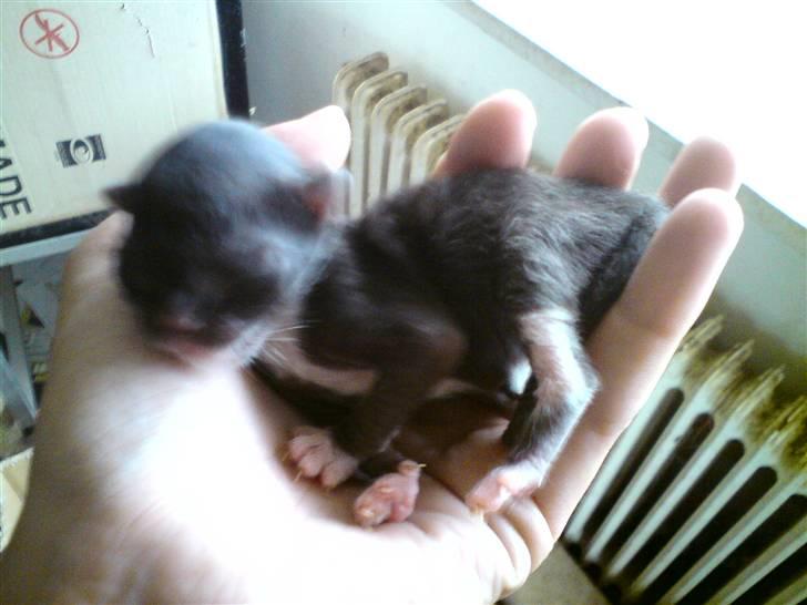 Huskat Evita R.I.P. - 3 dage gammel billede 7
