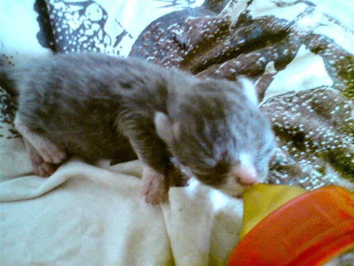 Huskat Bahia  R.I.P. - En uge gammel billede 4