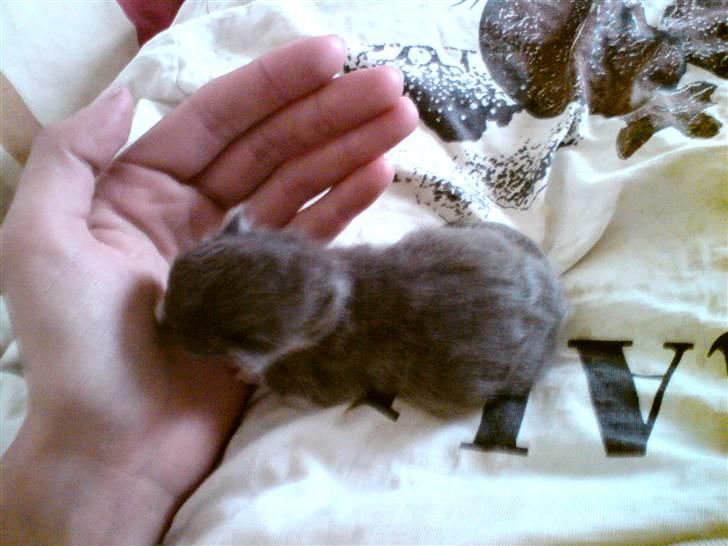 Huskat Bahia  R.I.P. - En uge gammel billede 5