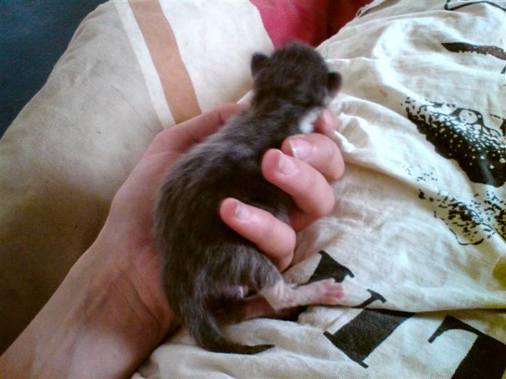 Huskat Bahia  R.I.P. billede 7