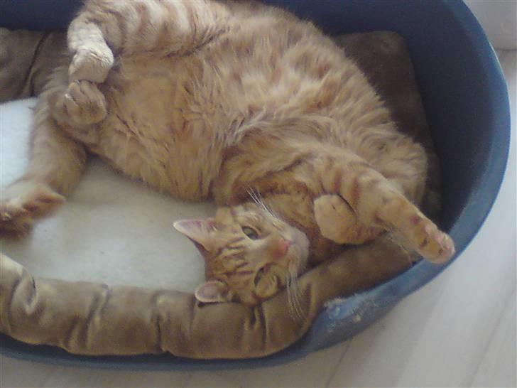 Huskat Thor - Min ynglingsstilling billede 1