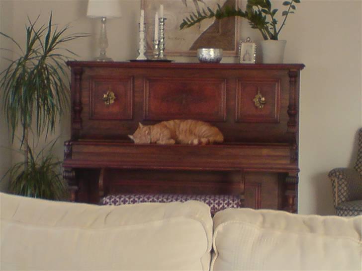 Huskat Thor - Puha så kan jeg da være lidt i fred. billede 2