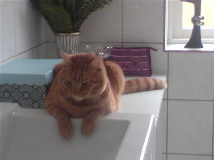 Huskat Thor - Ja og her elsker jeg så at hænge. billede 3