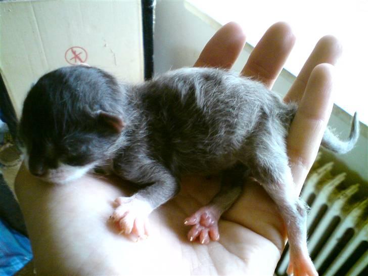 Huskat Kaizer R.I.P. - 3 dage gammel billede 1