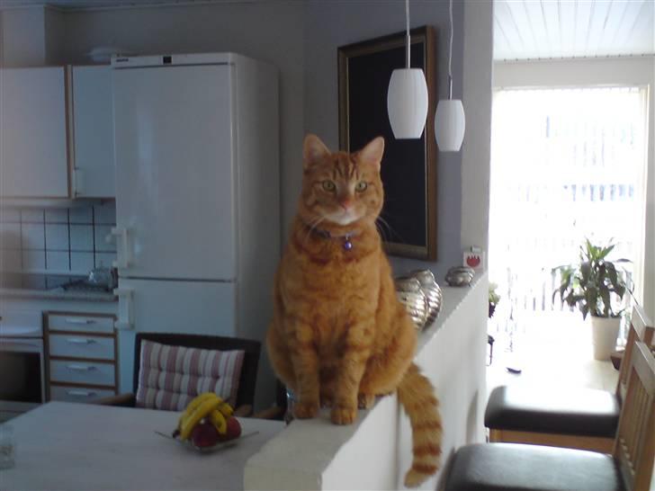 Huskat Thor - Er jeg ikke lækker billede 4