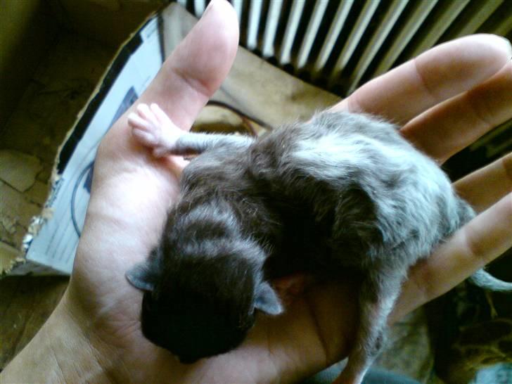 Huskat Kaizer R.I.P. - 3 dage gammel billede 2