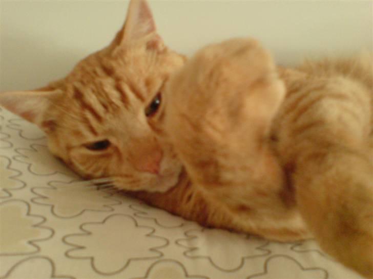 Huskat Thor - Se mine store fødder billede 5