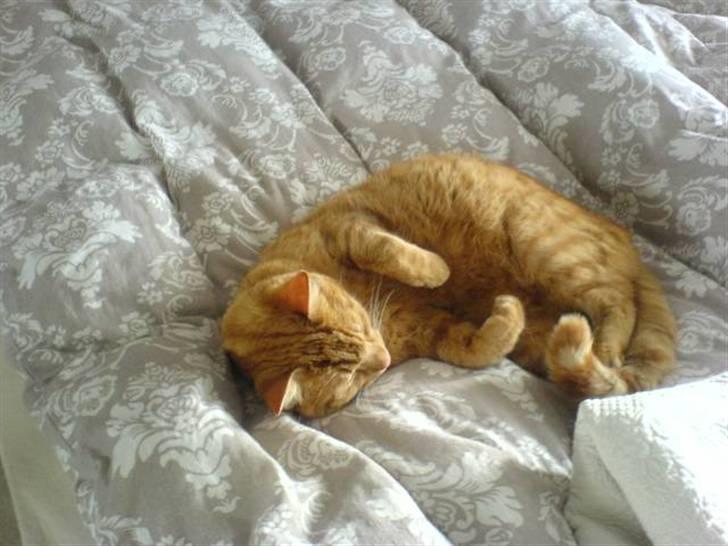 Huskat Thor - Og så slapper vi lidt af igen billede 6