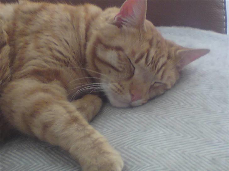 Huskat Thor - Hi hi og igen billede 7