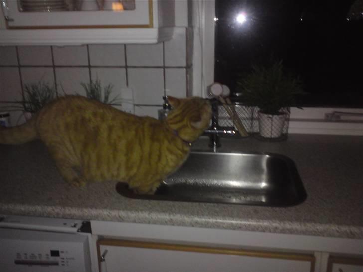 Huskat Thor - Det her det elsker jeg bare billede 8