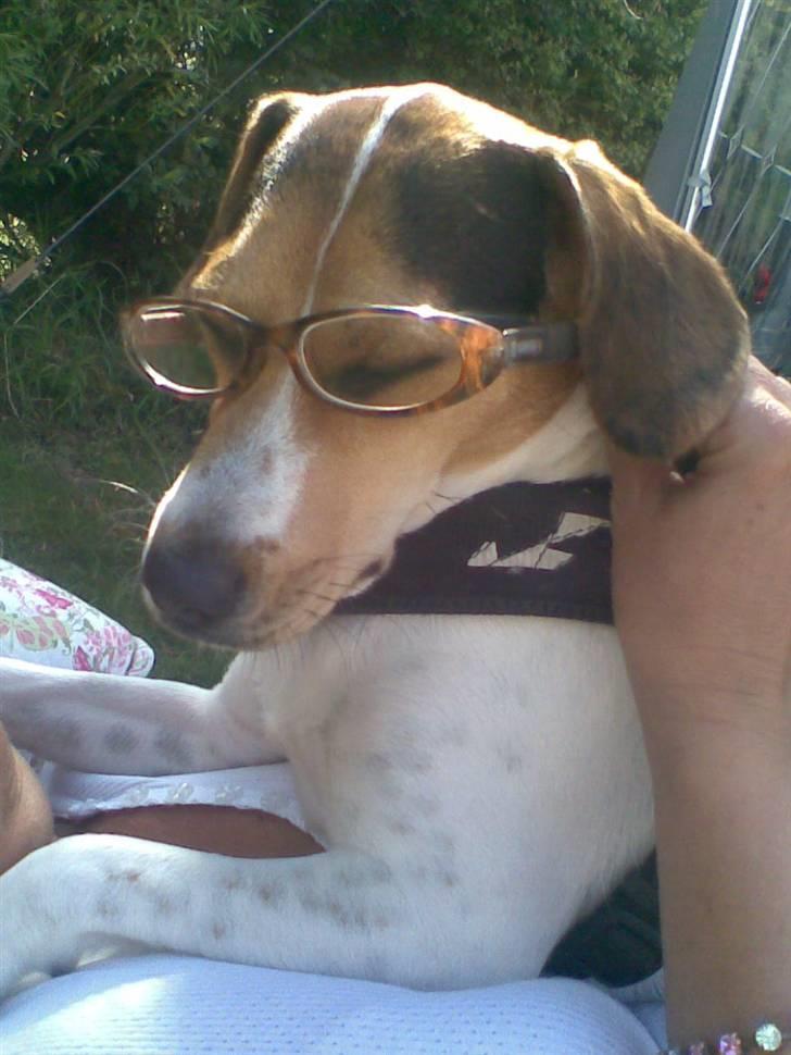 Huskat Thor - Min allerbedste ven Bertil han er bare så fjollet billede 9