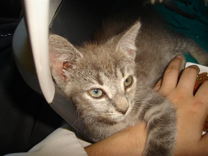 Huskat Minni Mis billede 1