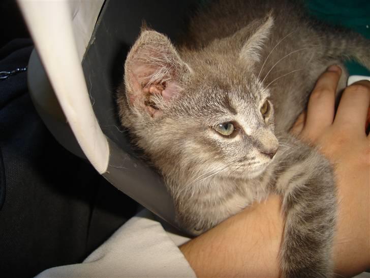 Huskat Minni Mis billede 2