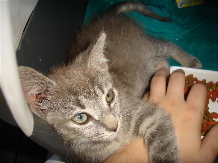 Huskat Minni Mis billede 3