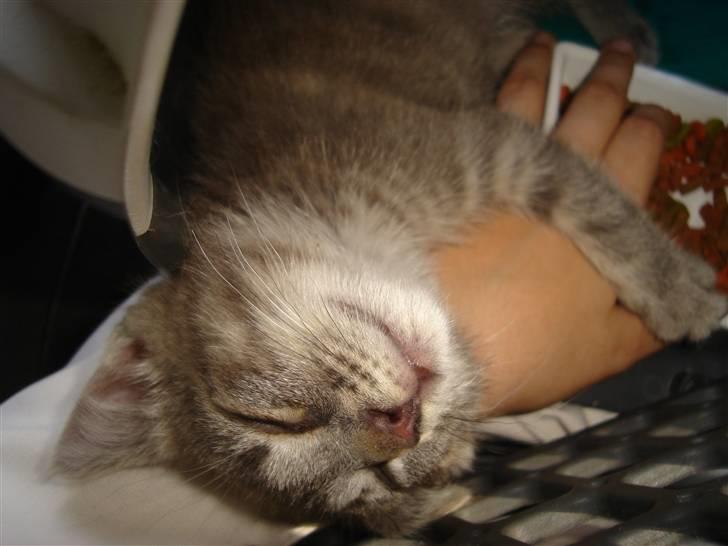 Huskat Minni Mis billede 4