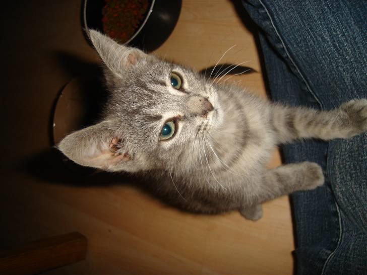 Huskat Minni Mis billede 5