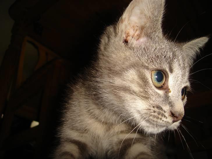 Huskat Minni Mis billede 6