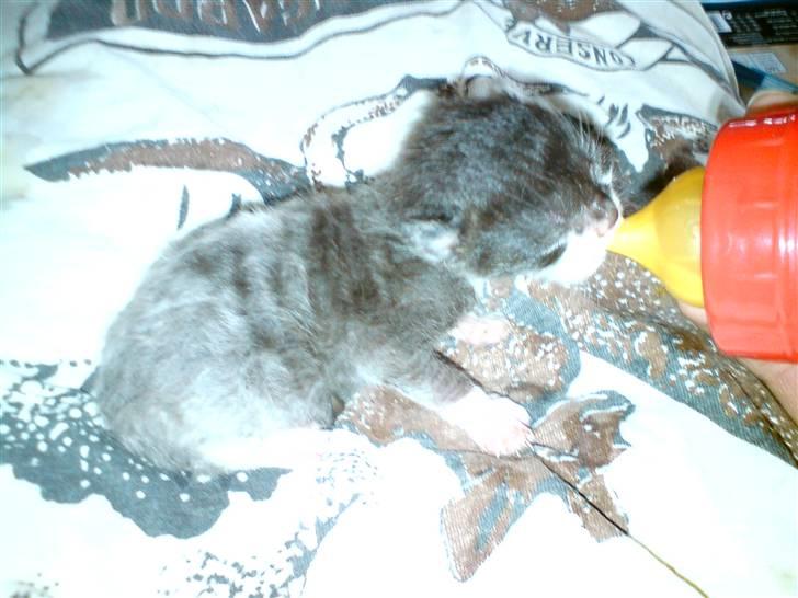 Huskat Kaizer R.I.P. - En uge gammel billede 3