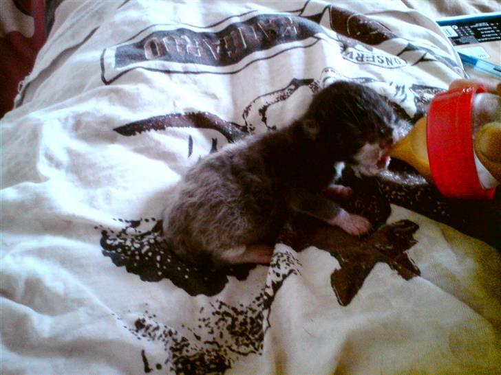 Huskat Kaizer R.I.P. - En uge gammel billede 4
