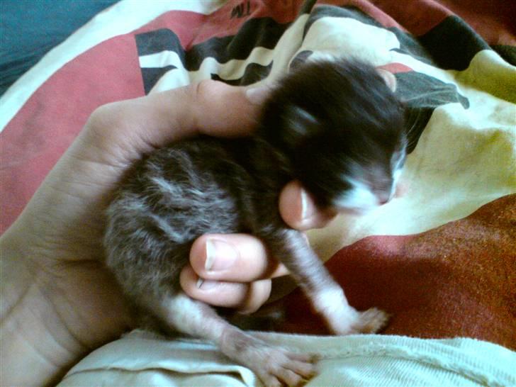 Huskat Kaizer R.I.P. - En uge gammel billede 5
