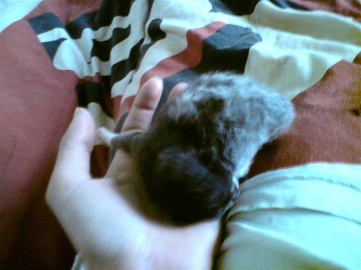 Huskat Kaizer R.I.P. - En uge gammel billede 6
