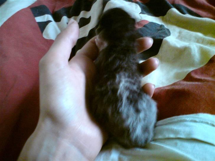 Huskat Kaizer R.I.P. - En uge gammel billede 7