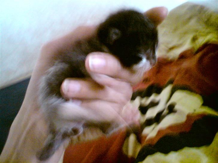 Huskat Kaizer R.I.P. - En uge gammel billede 9