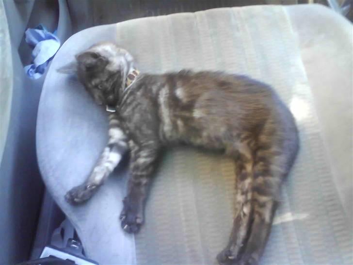 Huskat Iljana {Savnes} billede 9