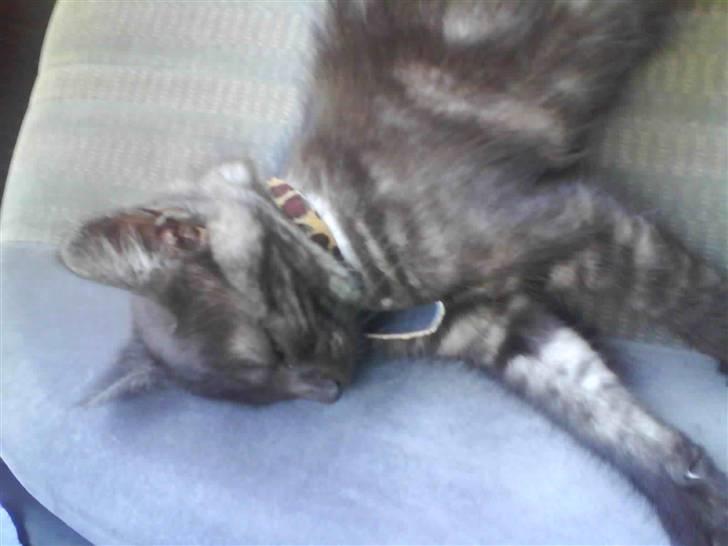 Huskat Iljana {Savnes} billede 10