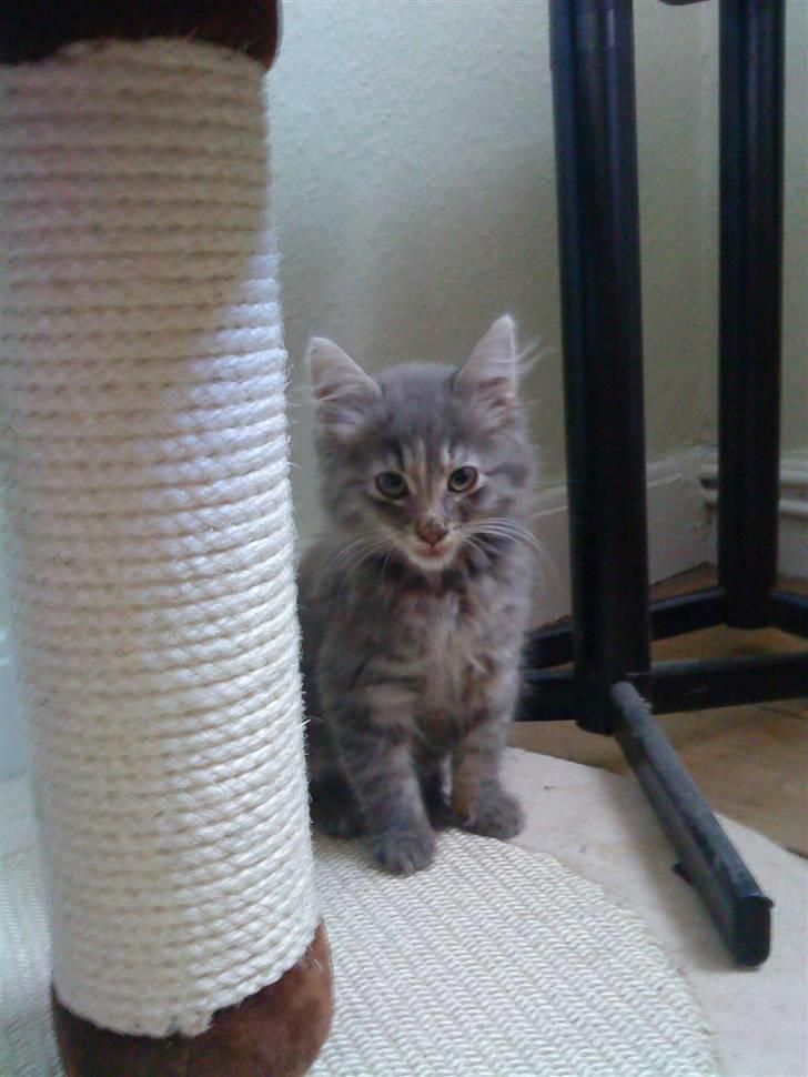 Maine Coon miv   - miv 12 uger  er lige kommet hjem billede 1