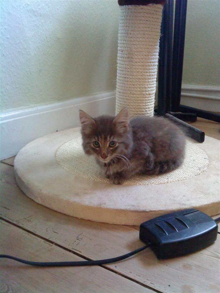 Maine Coon miv   - er stadig bange for alt det her nye billede 2