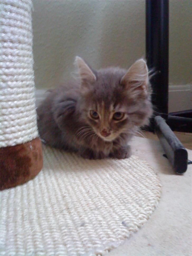 Maine Coon miv   - hvad er nu det der kravler på gulvet?  miv det er en mus tag den!  tør ikke mor! billede 3