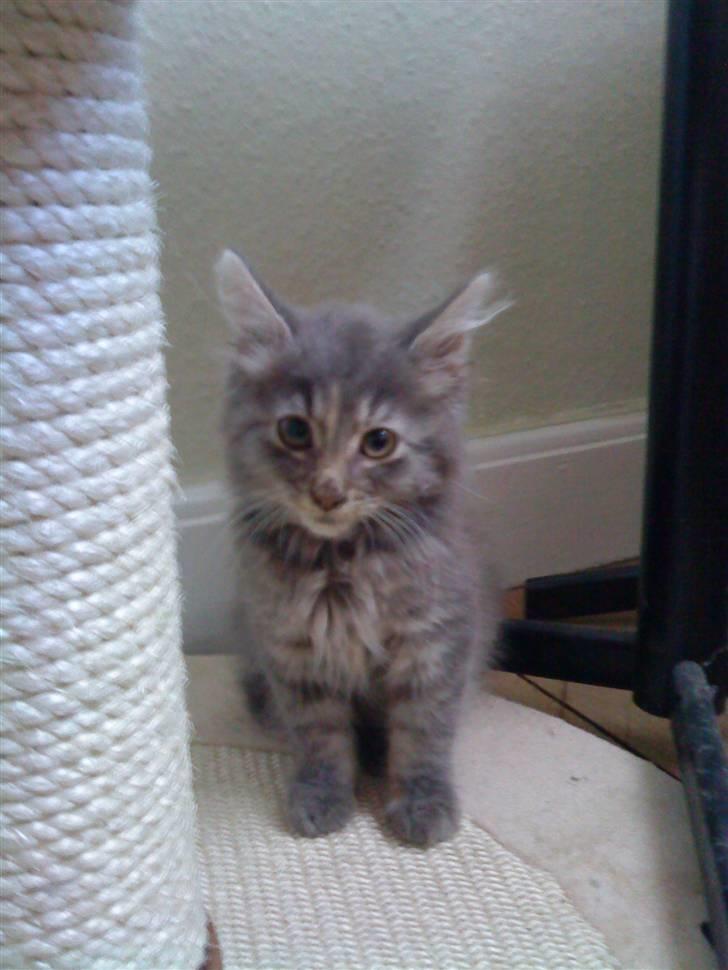 Maine Coon miv   - hold så op med at tage de billeder af mig  billede 4