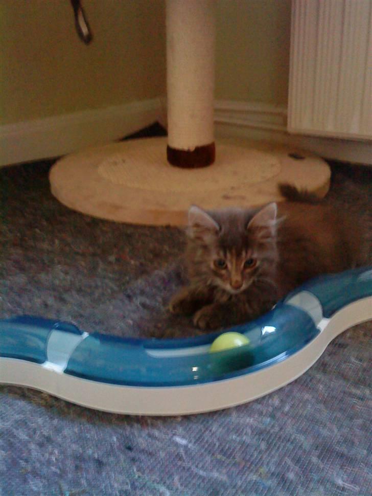 Maine Coon miv   - elsker at leje og slappe af billede 5