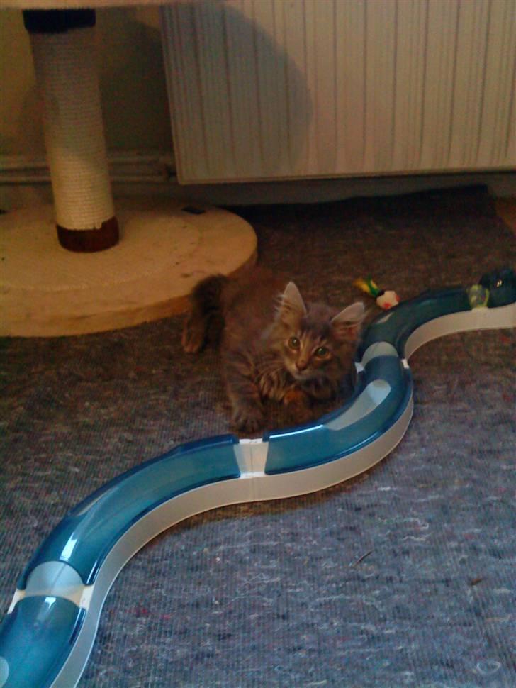 Maine Coon miv   - det er kun mit lejetøj mor billede 6