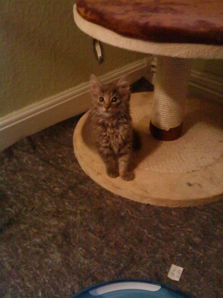 Maine Coon miv   - mor hvad er der du her der de ligner næsten mig er der 2  billede 7