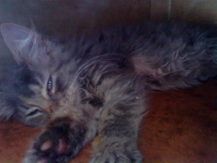 Maine Coon miv   - nu ville jeg sove har været en hør dag men mine 2 nye søskene billede 8