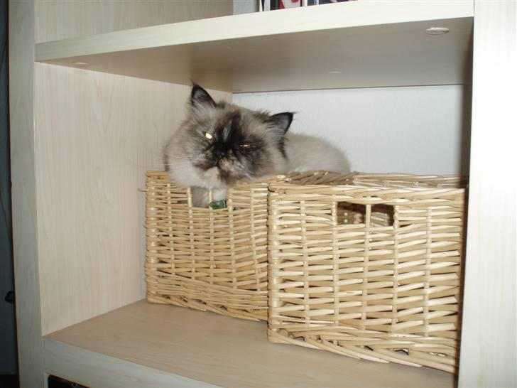 Blanding af racer Nicolina Død d. 08-09-10 billede 3