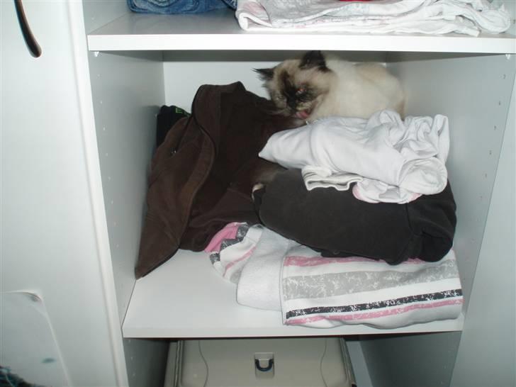 Blanding af racer Nicolina Død d. 08-09-10 billede 4