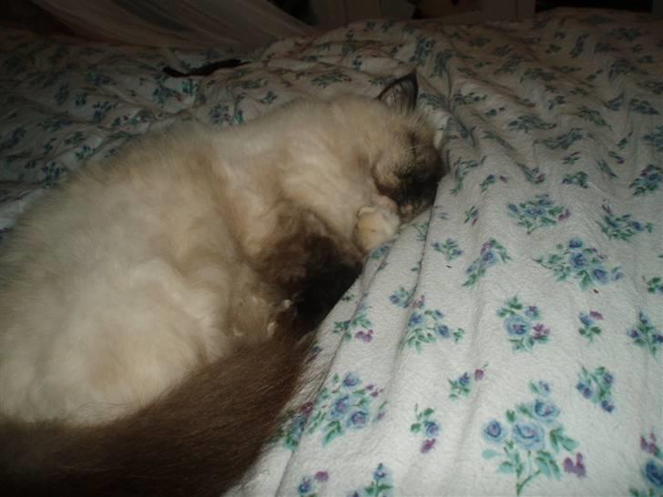 Blanding af racer Nicolina Død d. 08-09-10 billede 5