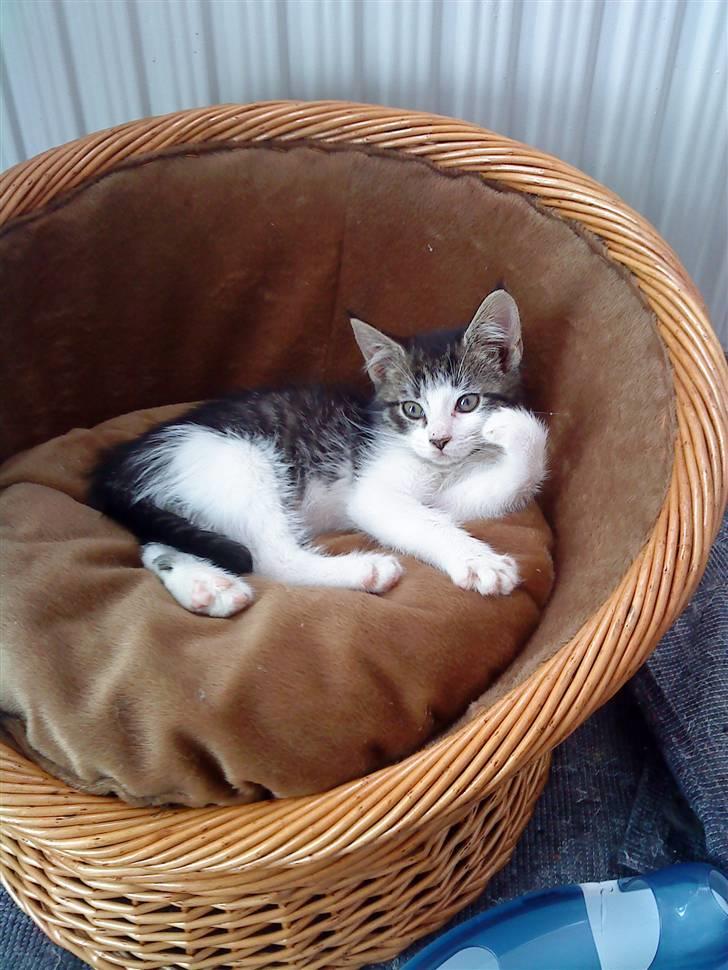 Maine Coon Bølle - Bølle slapper at og ligger og går sig til  billede 1