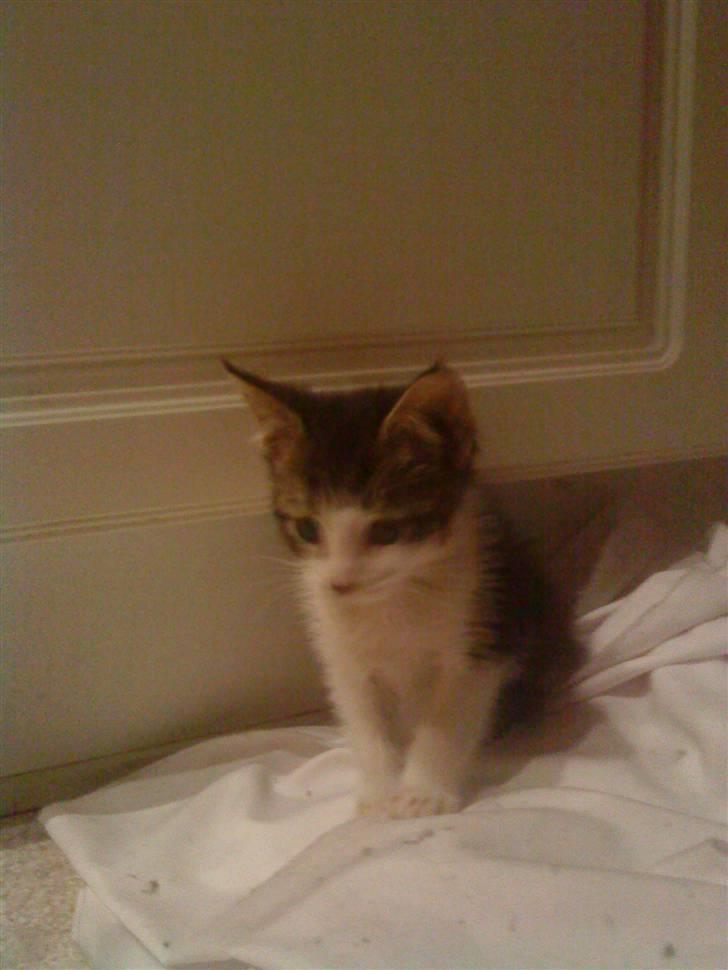 Maine Coon Bølle - Bølle 9 uger billede 2