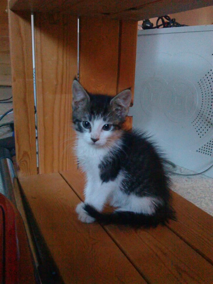 Maine Coon Bølle - Bølle er lige kommer hjem 8 uger gammel, ha ha her er der ingen der kan så mig  billede 3